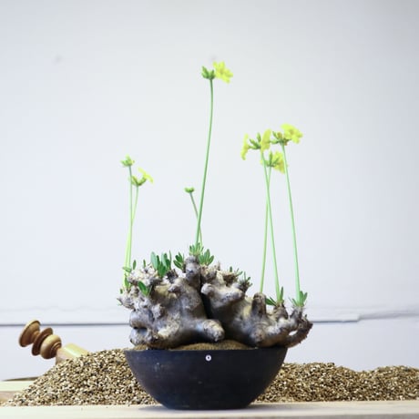 パキポディウム ブレビカリックス / Pachypodium densiflorum var. brevicalyx   no.42306