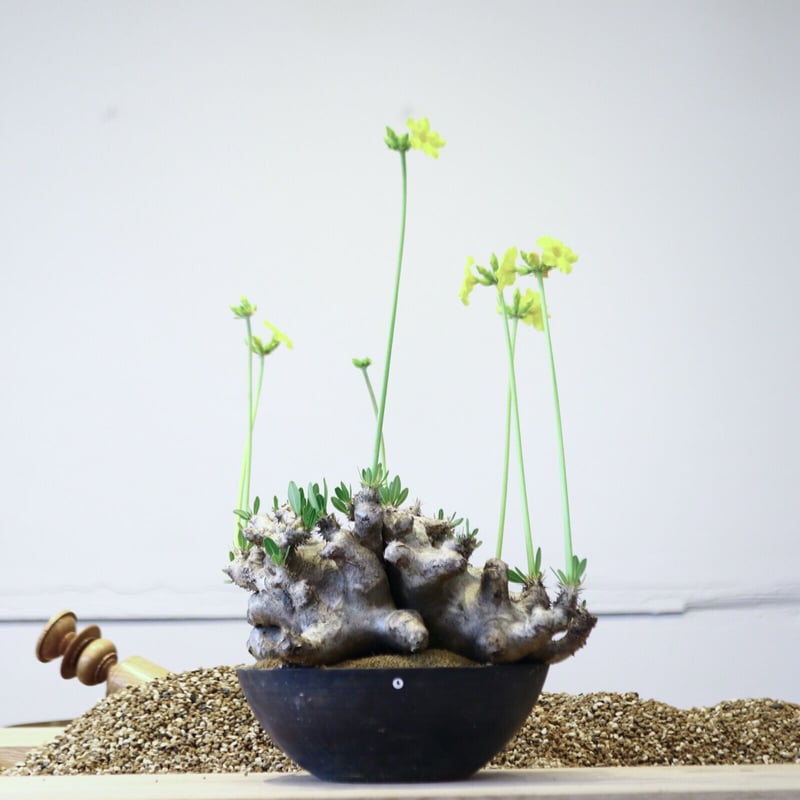 パキポディウム ブレビカリックス / Pachypodium densiflorum