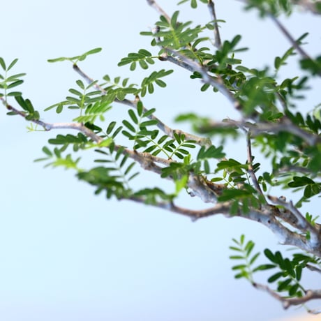 N/OH × Senna meridionalis    no.61863