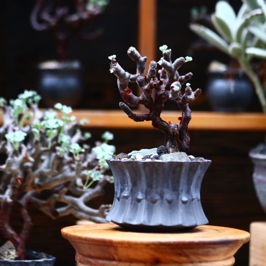 6145a9b8784e3f4b091a2f8b