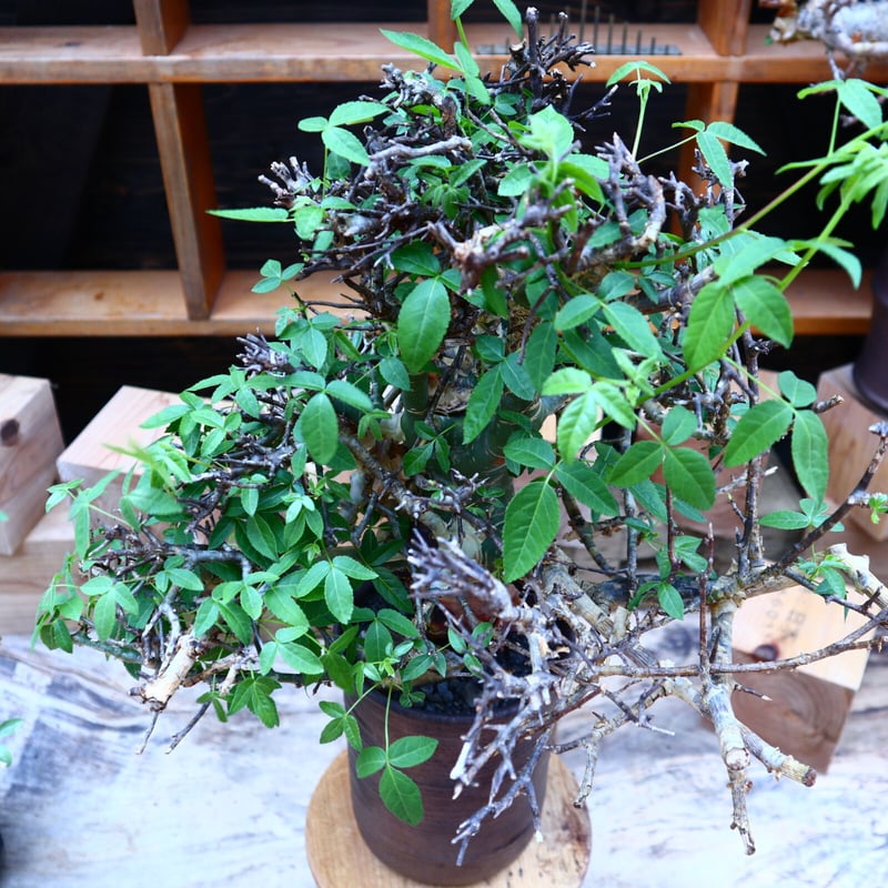 bon25です コミフォラ エミニー コミフォラ エミニー ／Commiphora eminii no.60644 | 芽の巣山