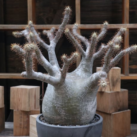 パキポディウム  グラキリス／Pachypodium  gracilius    no.11520