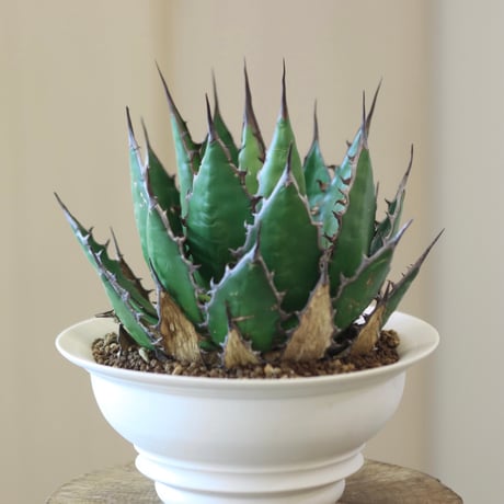 Agave horrida × たけろうポット   no.112-5
