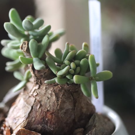 Ceraria pygmaea × 中川智治   no.81859
