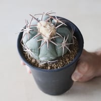 Echinocactus horizonthalonius / 翠平丸 (3.5号鉢)  no.913/17