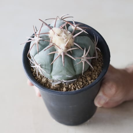 Echinocactus horizonthalonius / 翠平丸 (3.5号鉢)  no.913/17