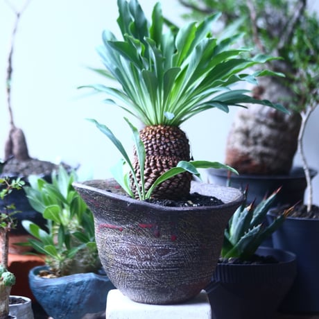 ユーフォルビア    鉄甲丸    Euphorbia bupleurifolia  no.61410
