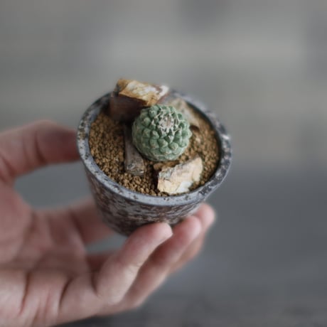 Strombocactus disciformis  × takero pot (2.5号)  no.907-58