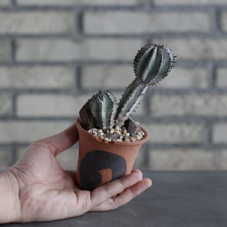 Euphorbia polygona × N/OH (2.5号)  no.614/19