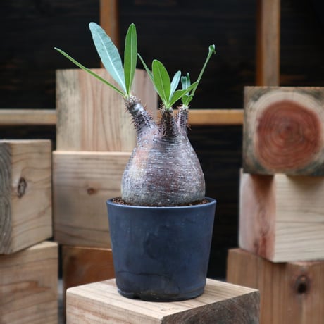 パキポディウム  グラキリス／Pachypodium  gracilius   no.90454