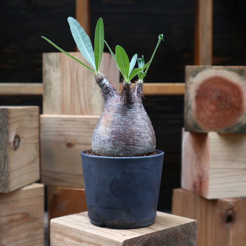 パキポディウム グラキリス／Pachypodium gracilius no.9045