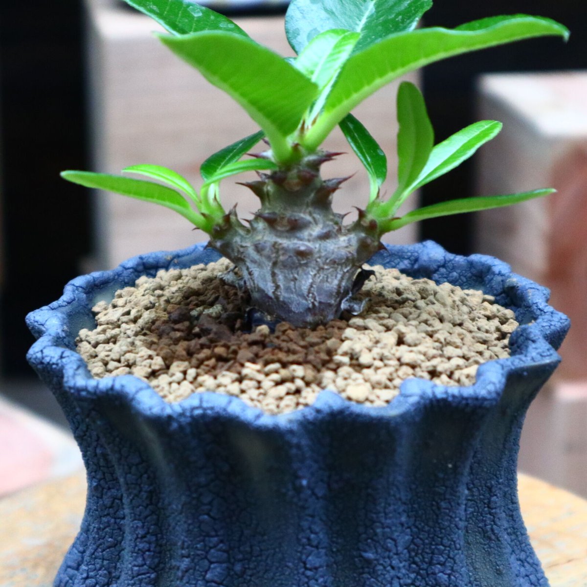 パキポディウム ウィンゾリー実生／Pachypodium baronii var. winds