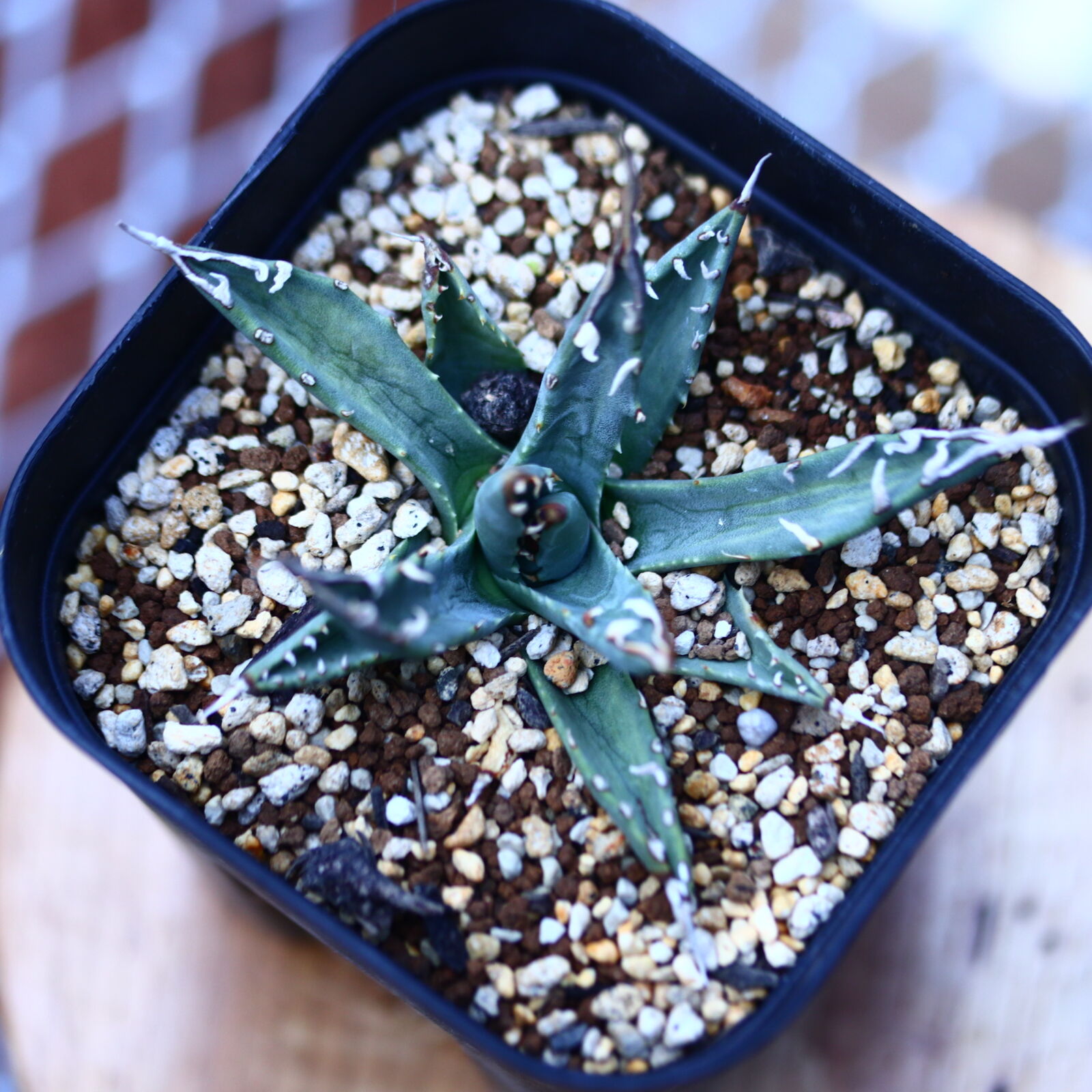 アガベ ユタエンシス エボリスピナ Agave uthaensis var. ebo アガベ ユタエンシス エボリスピナ Agave uthaensis var. ebo