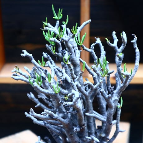 チレコドン  ブッコルジアヌス／Tylecodon  buchholzianus    no.90520