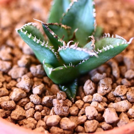 【9/9入荷未発根未活着ベアルート植込み】 Agave titanota "Filigree crested   no.91769