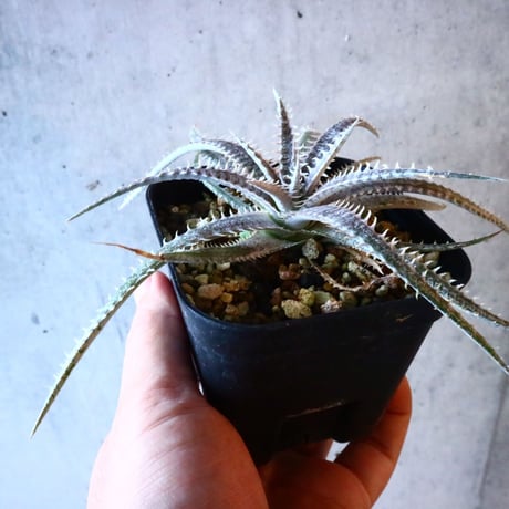 Dyckia 4th of July Series XX1-3.    008