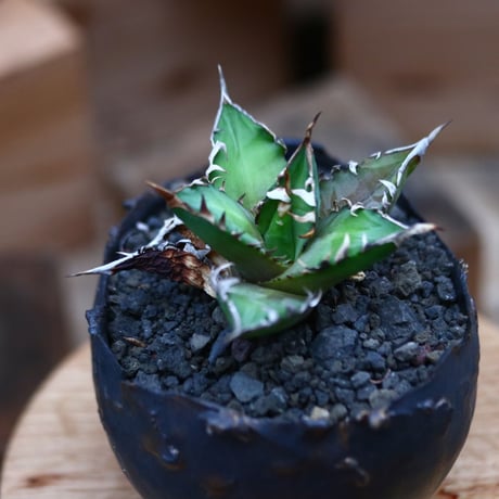 アガベ  レッドキャットウィールズ ／Agave titanota"Red Catweezle”  no.102457