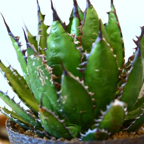 Agave horrida × たけろうポット   no.111263