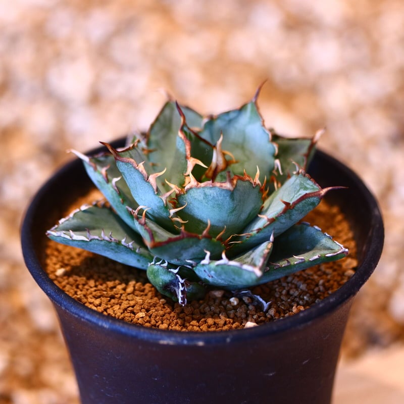 アガベ チタノタ フィリグリー / Agave titanota アガベ チタノタ フィリグリー / Agave titanota