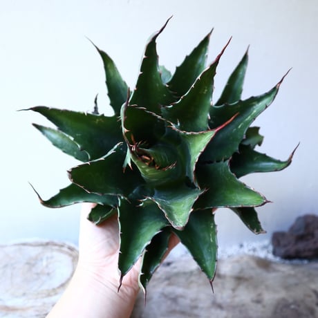アガベ  モンタナ  Agave montana     no.111027