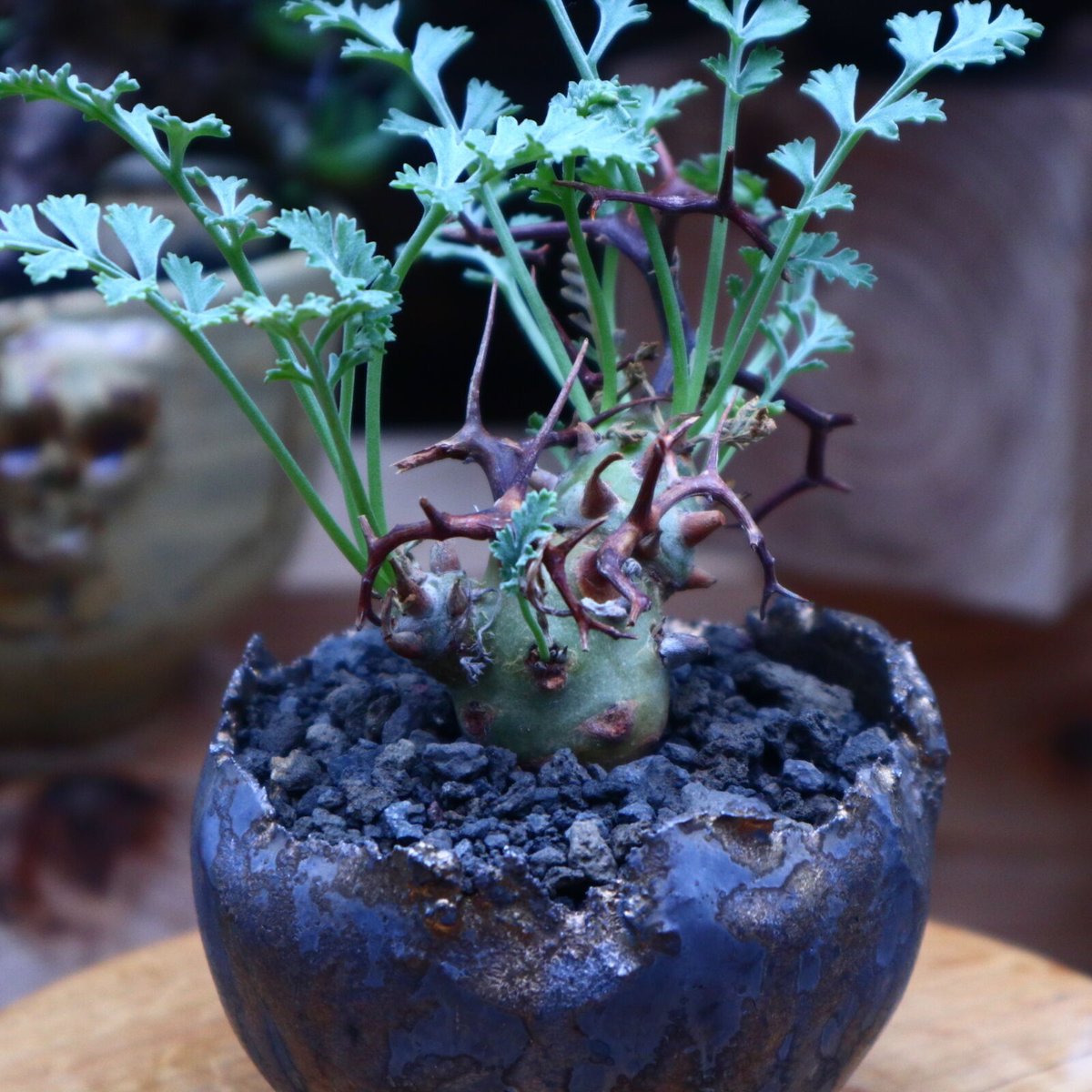 ペラルゴニウム クリズミフォリウム／Pelargonium crithmifolium ...