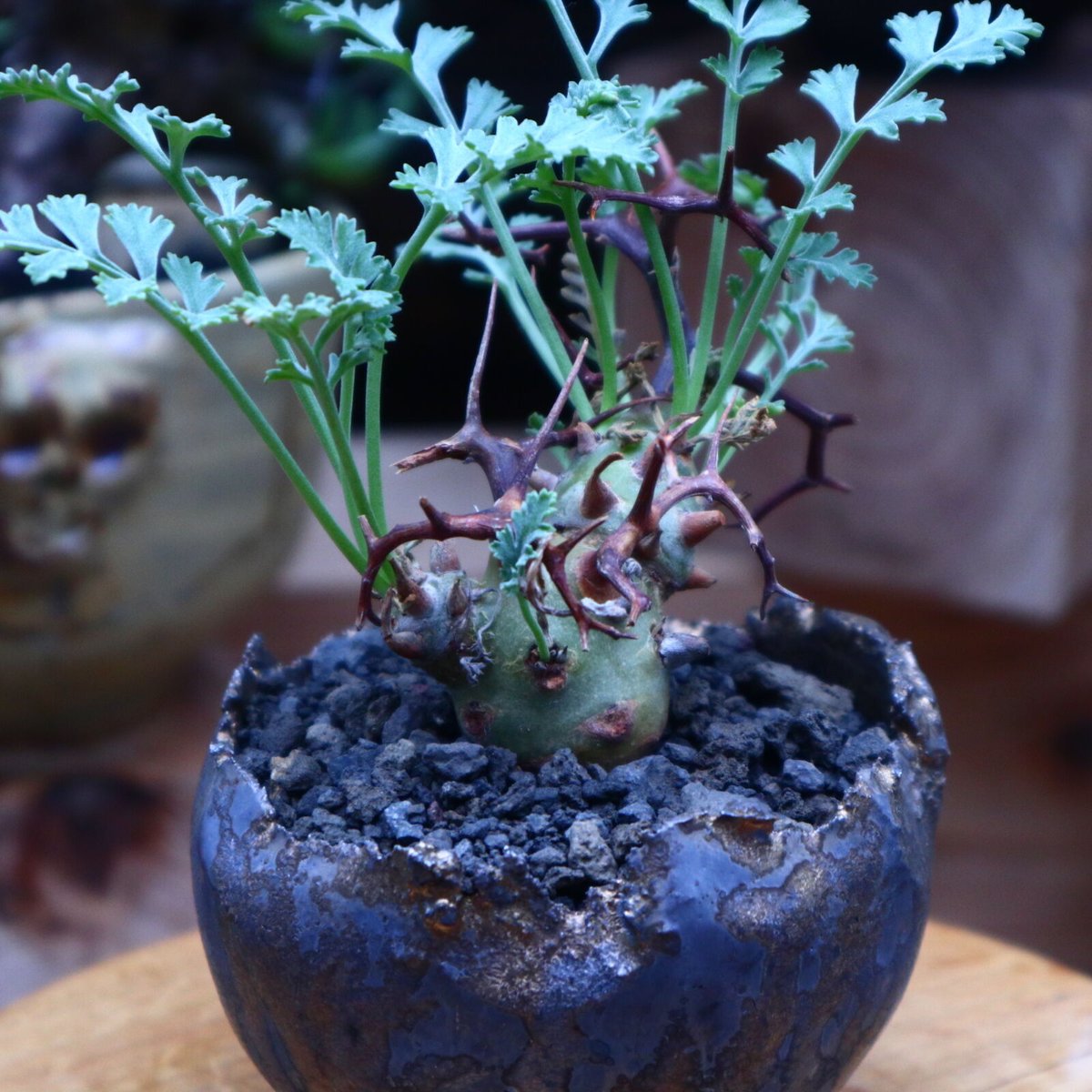 ペラルゴニウム クリズミフォリウム/Pelargonium crithmifolium ペラルゴニウム クリズミフォリウム/Pelargonium crithmifolium