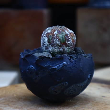 ユーフォルビア  オベサ ／Euphorbia obesa      no.62007