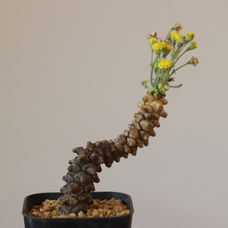 Othonna herrei    no.921-18