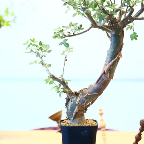ブルセラ ファガロイデス / Bursera fagaroides   no.62513
