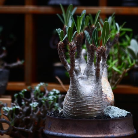パキポディウム  グラキリス 2頭／Pachypodium  gracilius       no.91902