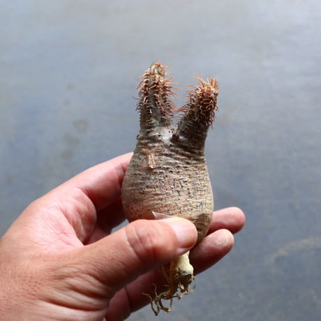 パキポディウム グラキリス 抜苗  Pachypodium rosulatum var. gracilius no.92910