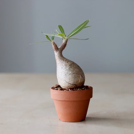 Pachypodium gracilius × YAMABACHI (3号) no.104/8