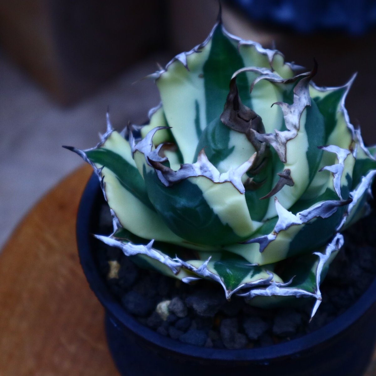 アガベ チタノタ スナグルトゥース 14