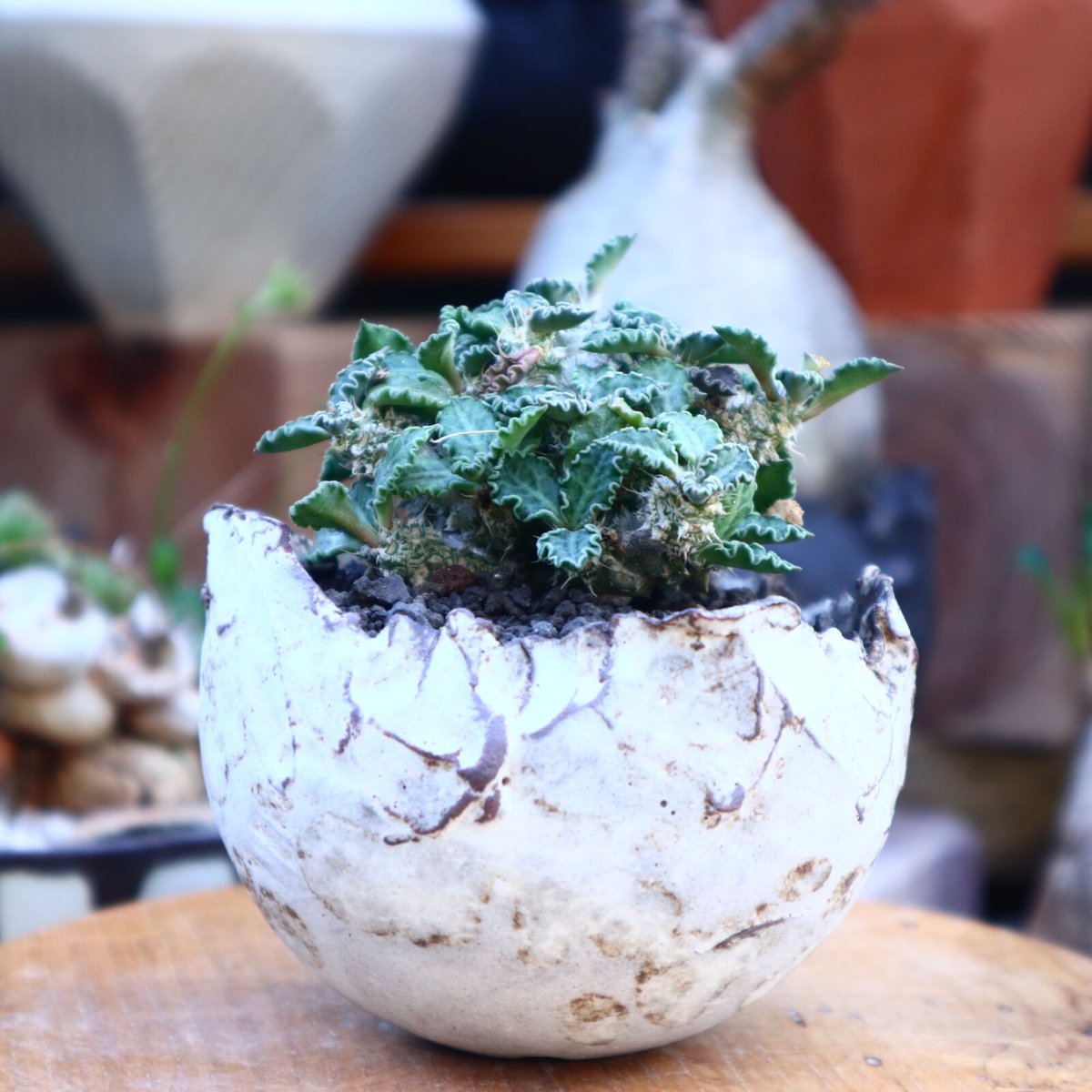 ユーフォルビア トゥレアレンシス／Euphorbia tulearensis no.