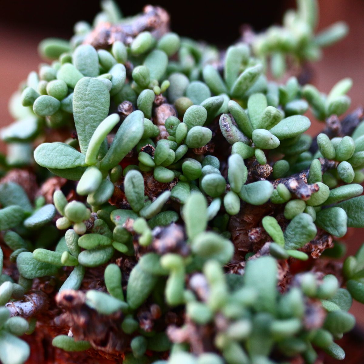 Ceraria pygmaea×N/OH　ケラリア ピグマエア　　発根済み Ceraria pygmaea×N/OH ケラリア ピグマエア 発根済み