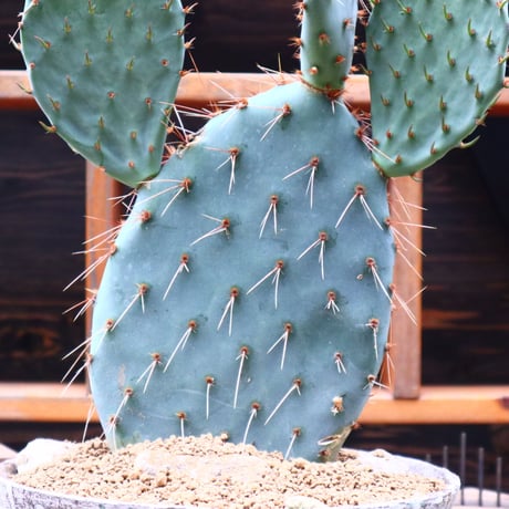 ガラパゴス団扇／Opuntia galapageiano.80792