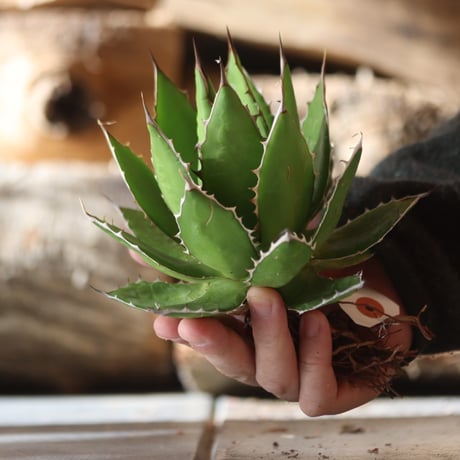 U.S. horrida (Agave horrida) / Style of Chika　no.1203-17
