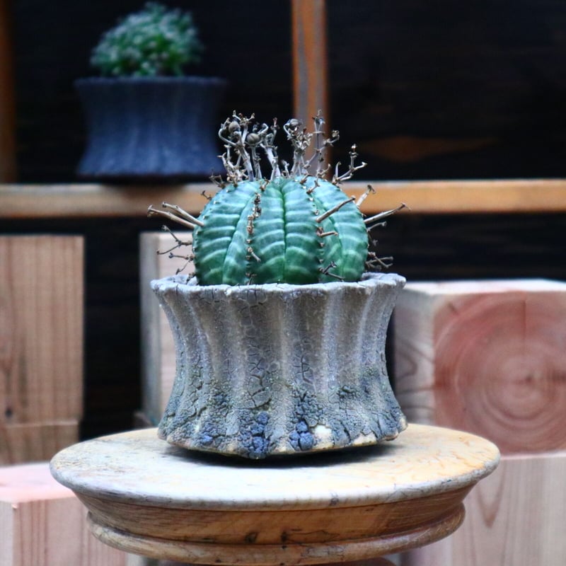 ユーフォルビア バリダ/Euphorbia valida no.73133 | 芽の巣山 ユーフォルビア バリダ/Euphorbia valida no.73133 | 芽の巣山