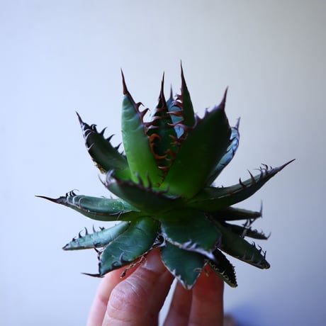 アガベ ホリダ  Agave horrida   no.42805