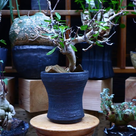 コミフォラ  ワイティ／Commiphora wightii   no.70437