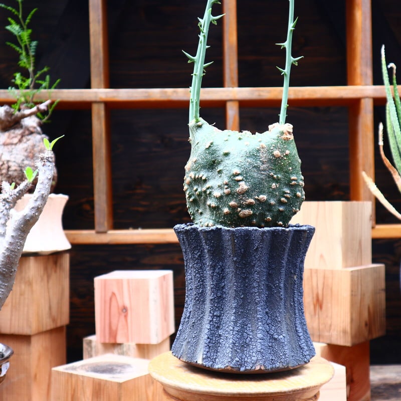 アデニア グロボーサ／Adenia globosa no.71030 | 芽の巣山