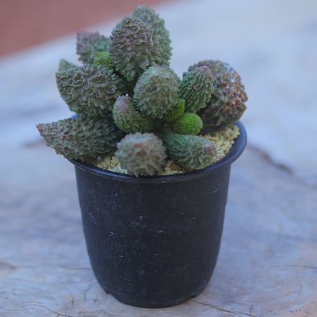 アドロミスクス  ドリアンレッド   Adromischus marianiae herrei 'Durian Red'     no.207109