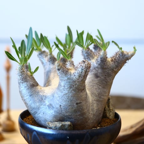 Pachypodium densiforum × Yuta Uchida   no.90330