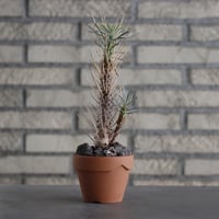 Euphorbia multitolia × YAMABACHI (3号) no.607/36