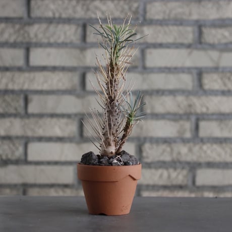 Euphorbia multitolia × YAMABACHI (3号) no.607/36