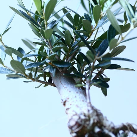 オリーブ　Olea europaea　 no.110844-3