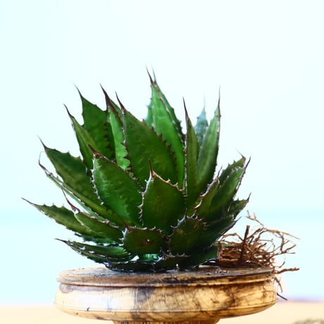 Agave horrida / Style of Chika   no.1015/51