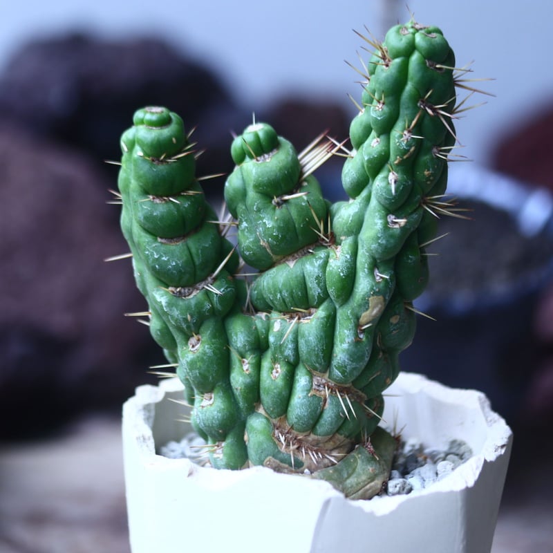 ユーリキニア カスタネア スピラリス 綴化 Eulychnia castanea ユーリキニア カスタネア スピラリス 綴化 Eulychnia castanea