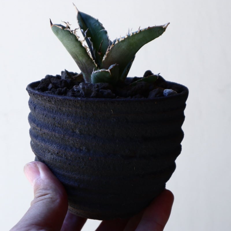アガベ シエラ Agave titanota Sierra no.40711 |