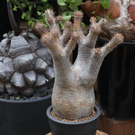 パキポディウム  イノピナツム／Pachypodium Inopinatum   no.11509